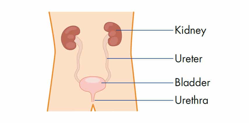 Bladder diagram with annotations