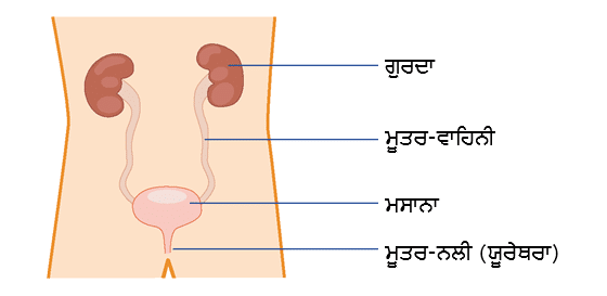 Bladder labelled with Punjabi captions