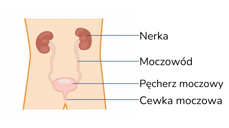 Bladder with Polish labelling