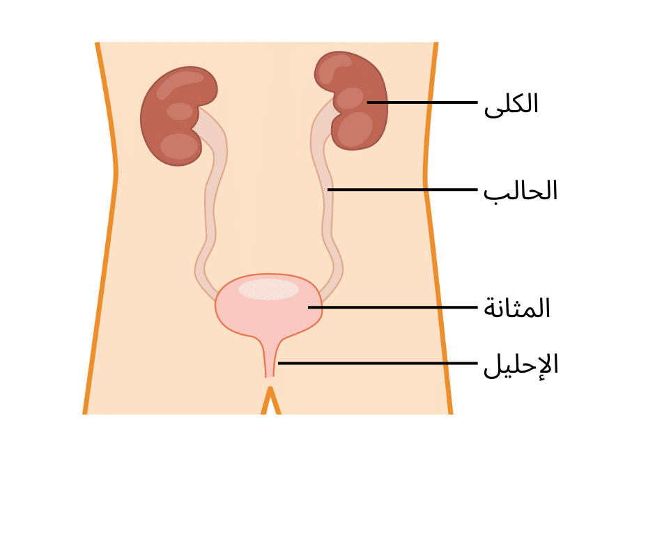 Bladder diagram Arabic