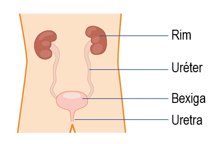 Image of bladder labelled in Portuguese
