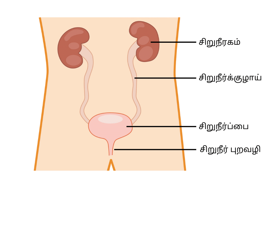 Bladder diagram Tamil translation